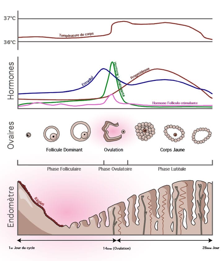 le cycle menstruel avec évolution des hormones, des ovaires et de l'endomètre