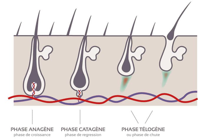 Le cycle du cheveux avec les phases anagène, catagène et télogène