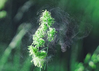 De nombreux allergènes sont présent dans notre environnement