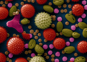 L'allergie au pollen l'une des allergies respiratoires les plus commune
