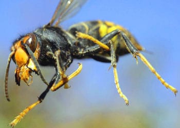 Les allergies aux venins d'animaux (frelons, guêpes, serpents, scorpions...)