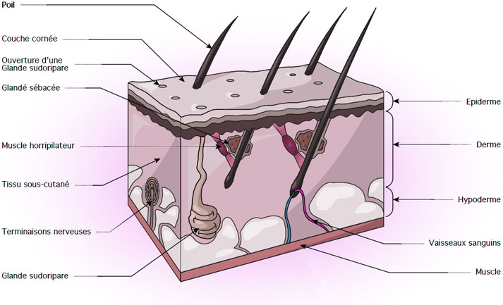 Shcéma de composition de la peau avec épiderme, derme et hypoderme