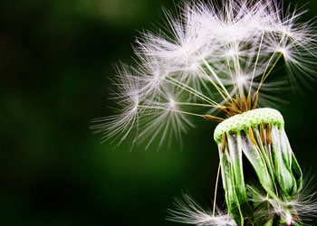 La désensibilisation est un des traitements contre l'allergie