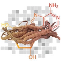 Le cordyceps, champignon aphrodisiaque