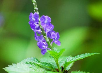 La verveine bleue est un calmant naturel